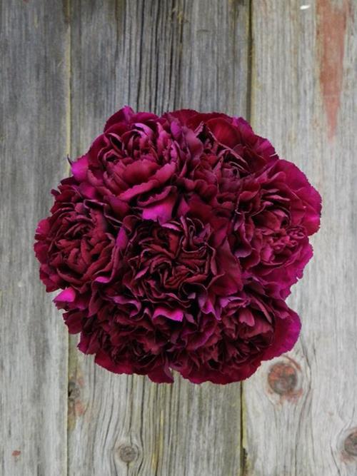 CAROLE PURPLE CARNATIONS